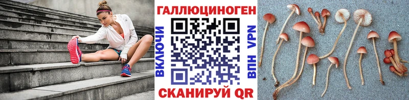 продажа наркотиков  kraken вход  Псилоцибиновые грибы мицелий  Курчатов 